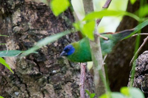 Blue-faced Parrot-Finch (Erythrura trichroa)